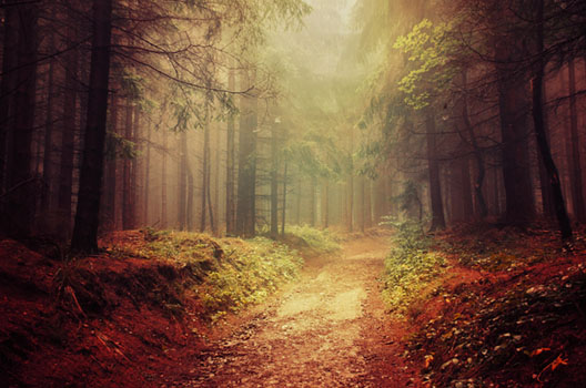 If These Trees Could Talk LXXXV.